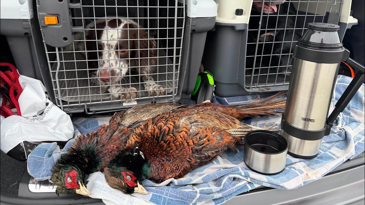 С Кокерами и Спрингерами охотимся на фазана